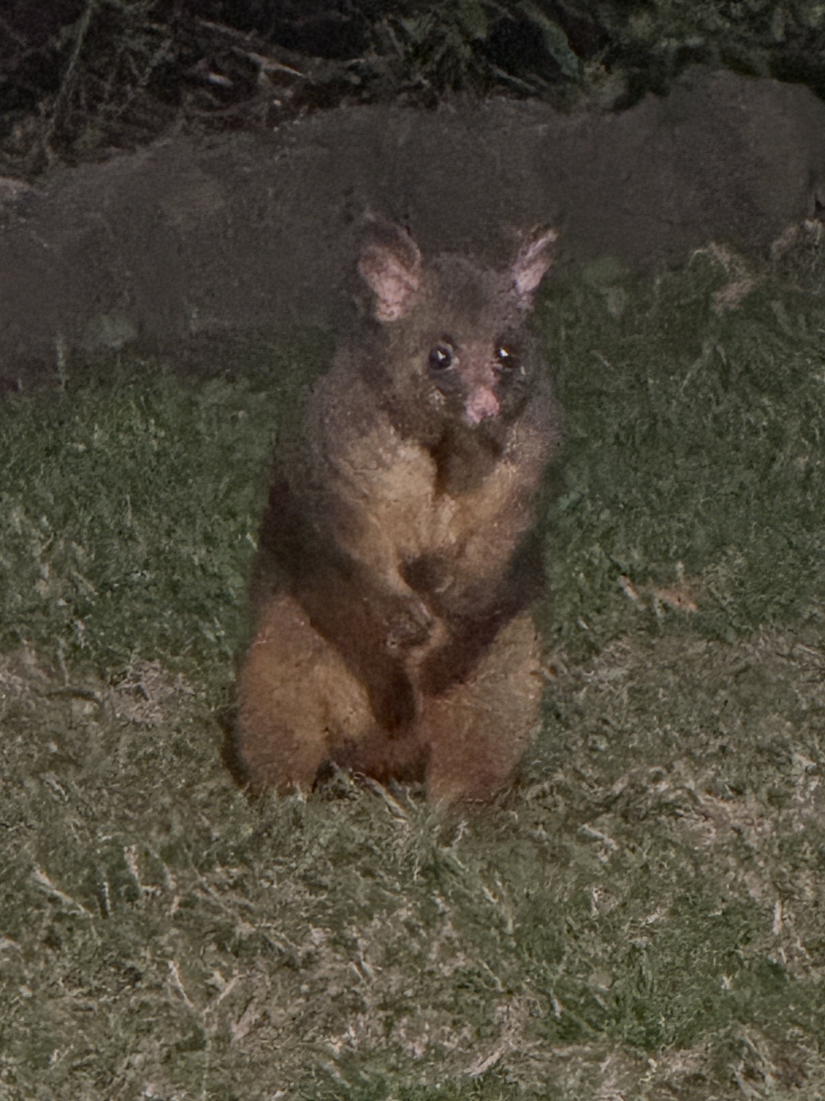 sydney