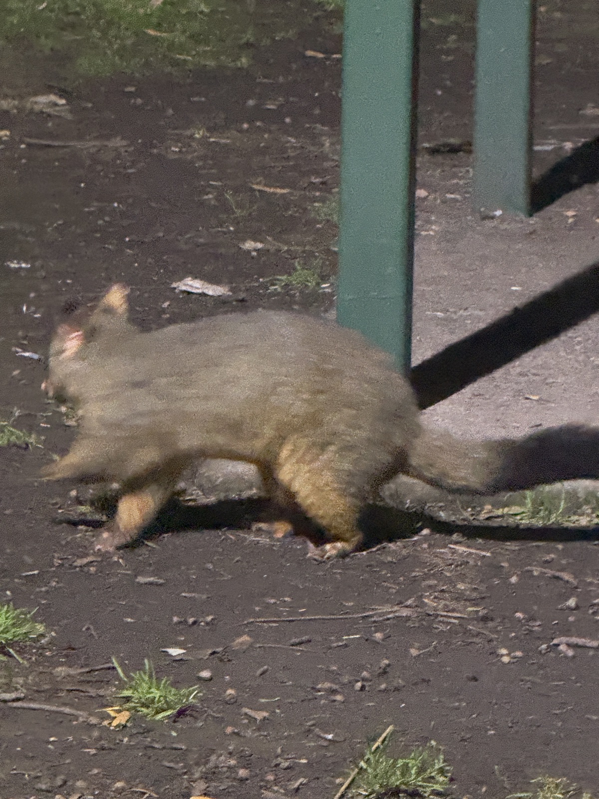 sydney